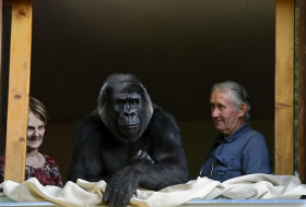 Französisches Paar lebt seit 18 Jahren mit einem Gorilla zusammen 